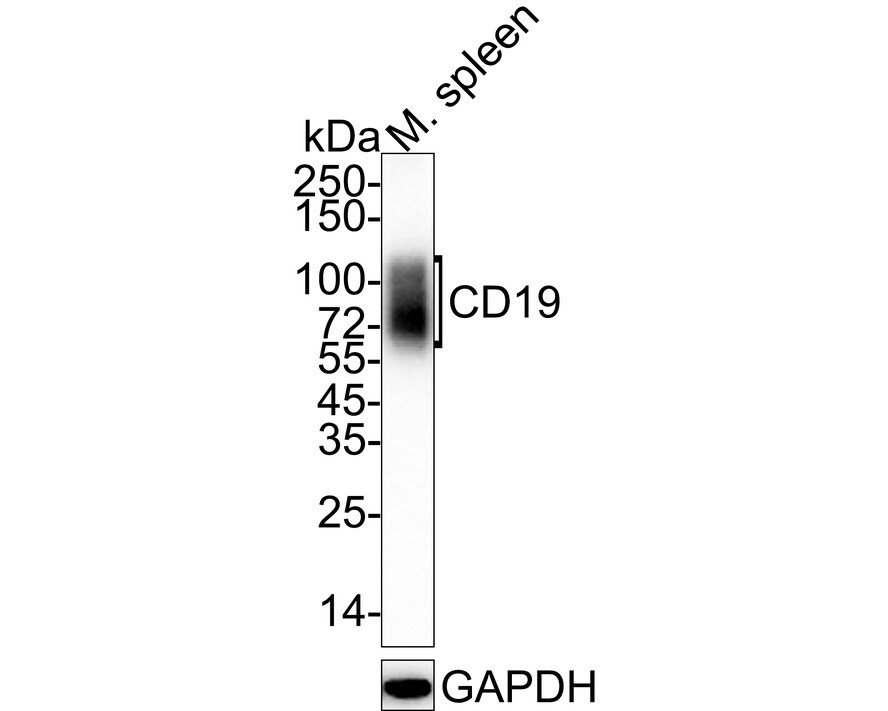 CD19 Antibody (PSH03-94)