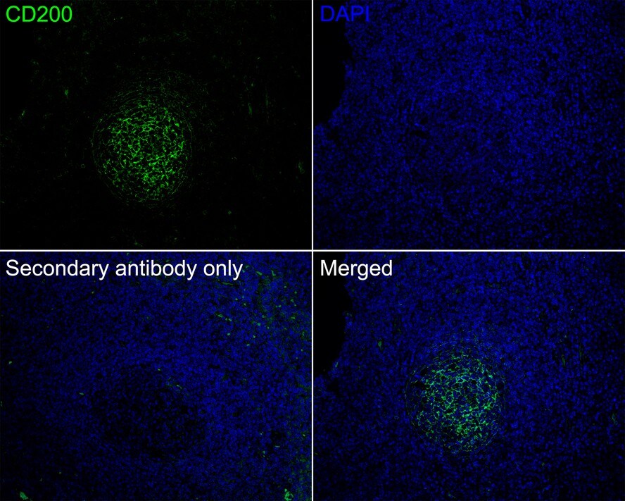 CD200/OX2 Antibody (PSH01-48)