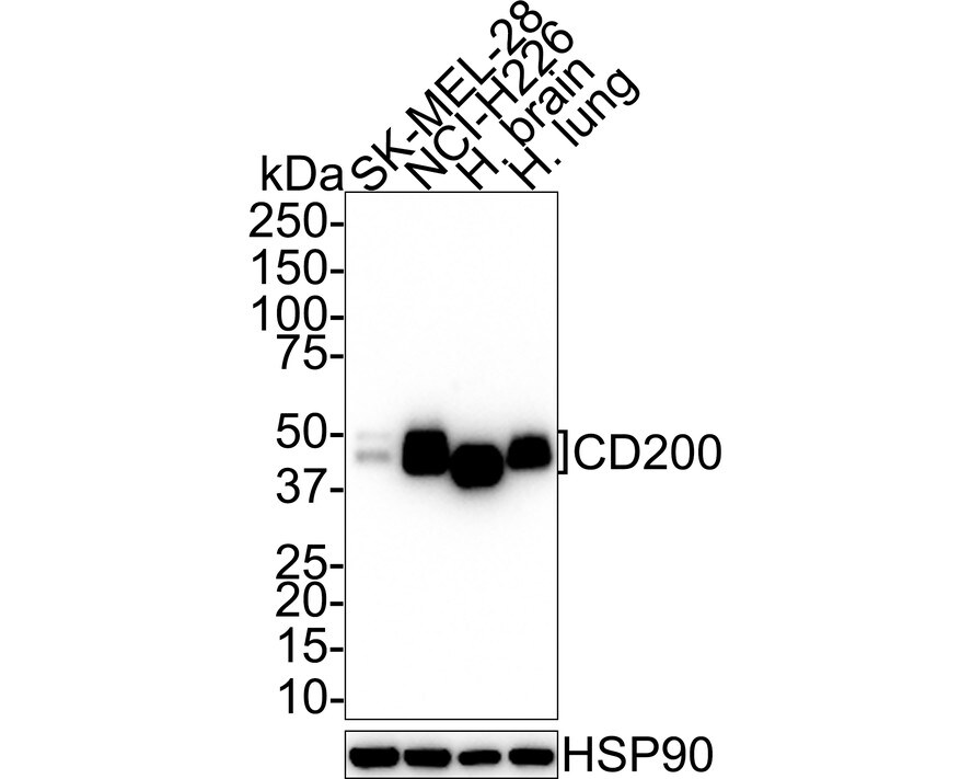 CD200/OX2 Antibody (PSH01-49) Western Blot: CD200/OX2 Antibody (PSH01-49) [NBP3-32133]