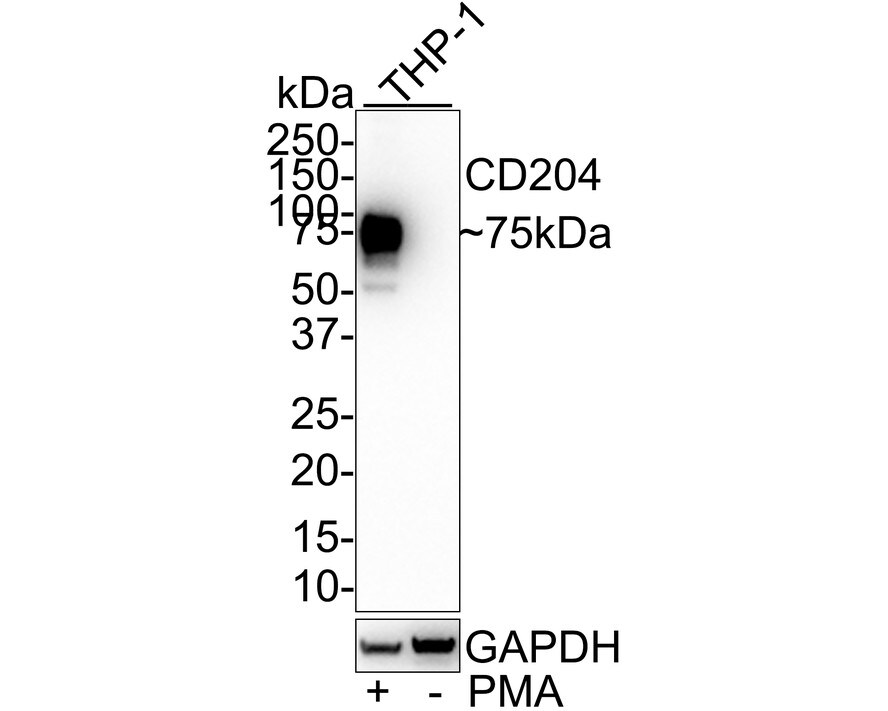 SR-AI/MSR Antibody (A8G2-R) Western Blot: SR-AI/MSR Antibody (A8G2-R) [NBP3-32134]