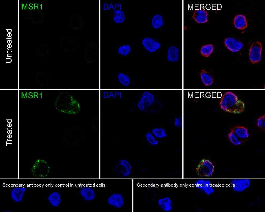 SR-AI/MSR Antibody (A8G2-R)