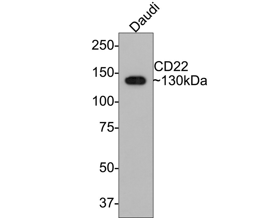 Siglec-2/CD22 Antibody (PO00-31)