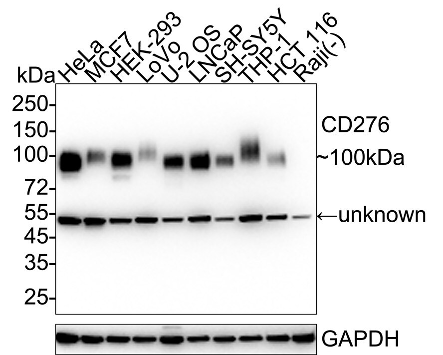 B7-H3/CD276 Antibody (PD00-36) Western Blot: B7-H3/CD276 Antibody (PD00-36) [NBP3-32138]