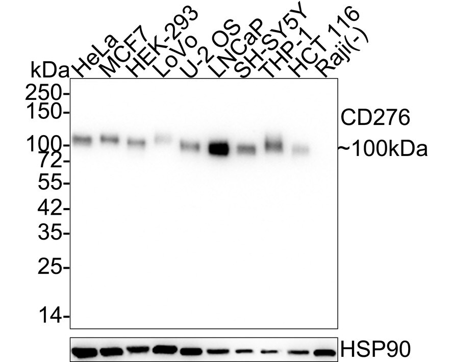 B7-H3/CD276 Antibody (PSH02-46) Western Blot: B7-H3/CD276 Antibody (PSH02-46) [NBP3-32139]
