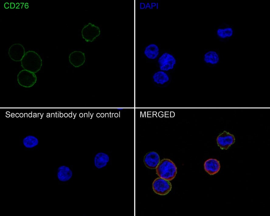 B7-H3/CD276 Antibody (PSH02-46)