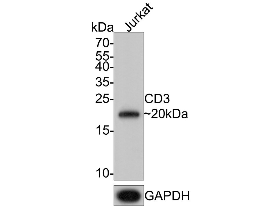 CD3 Antibody (PD01-43)