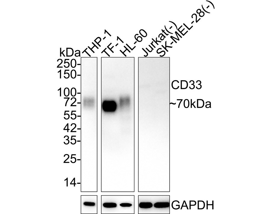 Siglec-3/CD33 Antibody (PSH02-50) Western Blot: Siglec-3/CD33 Antibody (PSH02-50) [NBP3-32146]