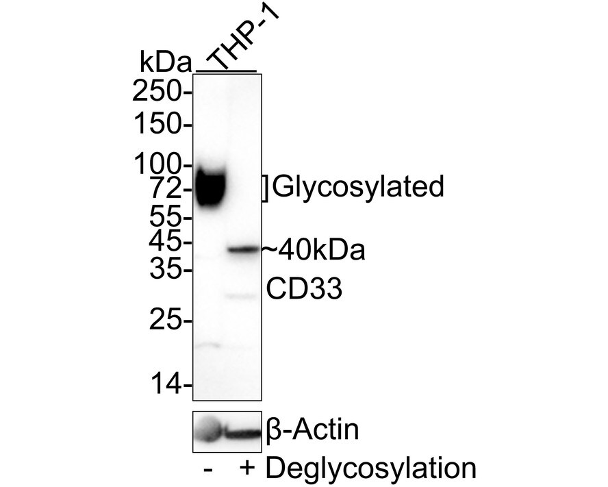 Siglec-3/CD33 Antibody (PSH02-50) Western Blot: Siglec-3/CD33 Antibody (PSH02-50) [NBP3-32146]