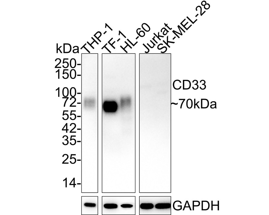 Siglec-3/CD33 Antibody (PSH02-50)