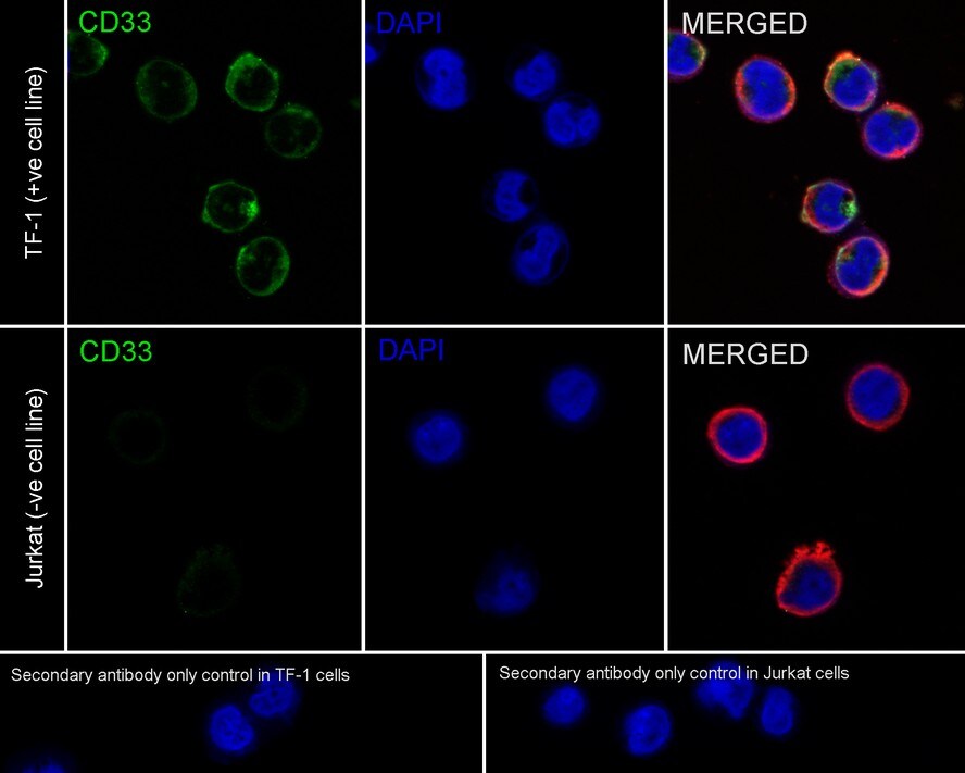 Siglec-3/CD33 Antibody (PSH02-50)