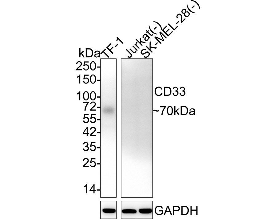 Siglec-3/CD33 Antibody (PSH02-51) Western Blot: Siglec-3/CD33 Antibody (PSH02-51) [NBP3-32147]