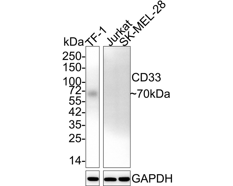 Siglec-3/CD33 Antibody (PSH02-51)