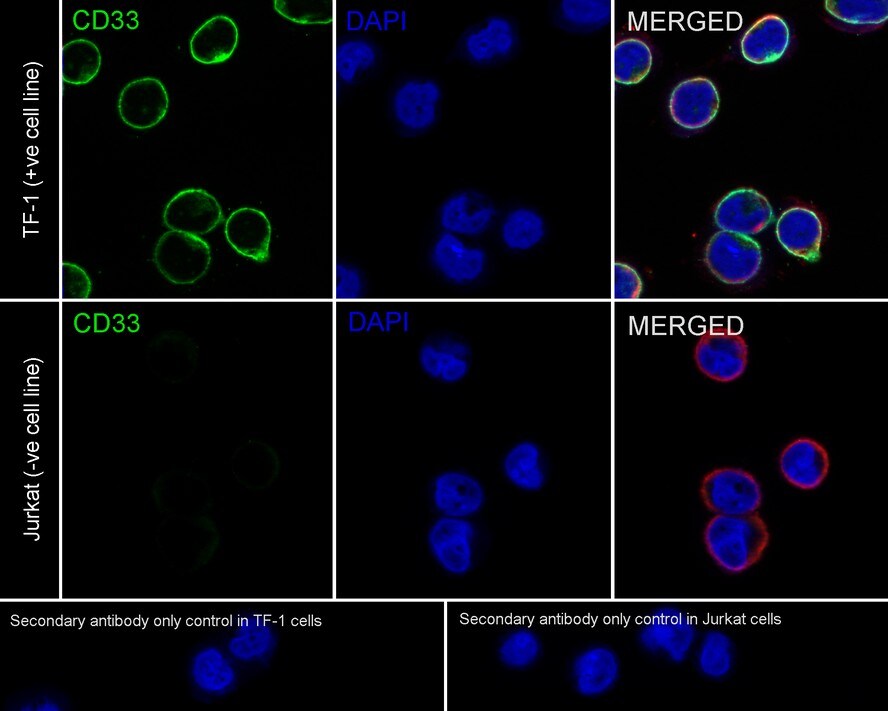Siglec-3/CD33 Antibody (PSH02-51)