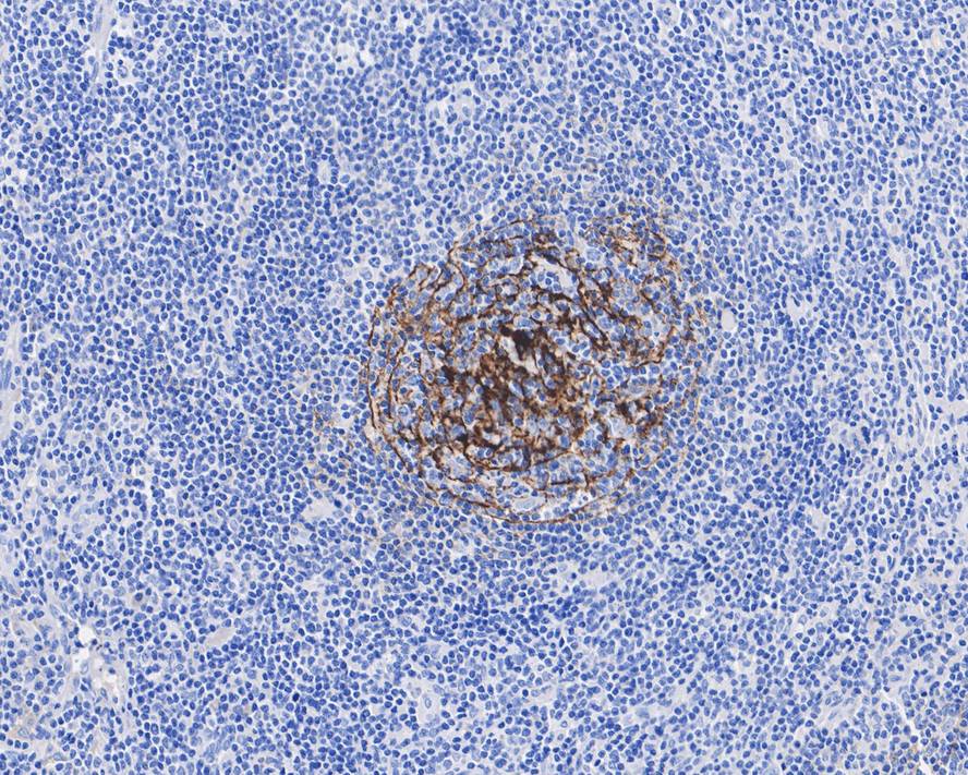 CD35 Antibody (A4F3-R)