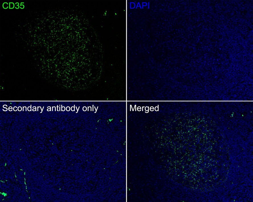 CD35 Antibody (A4G1-R)