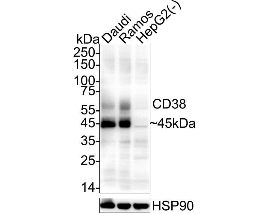 CD38 Antibody (PD01-49) Western Blot: CD38 Antibody (PD01-49) [NBP3-32151]