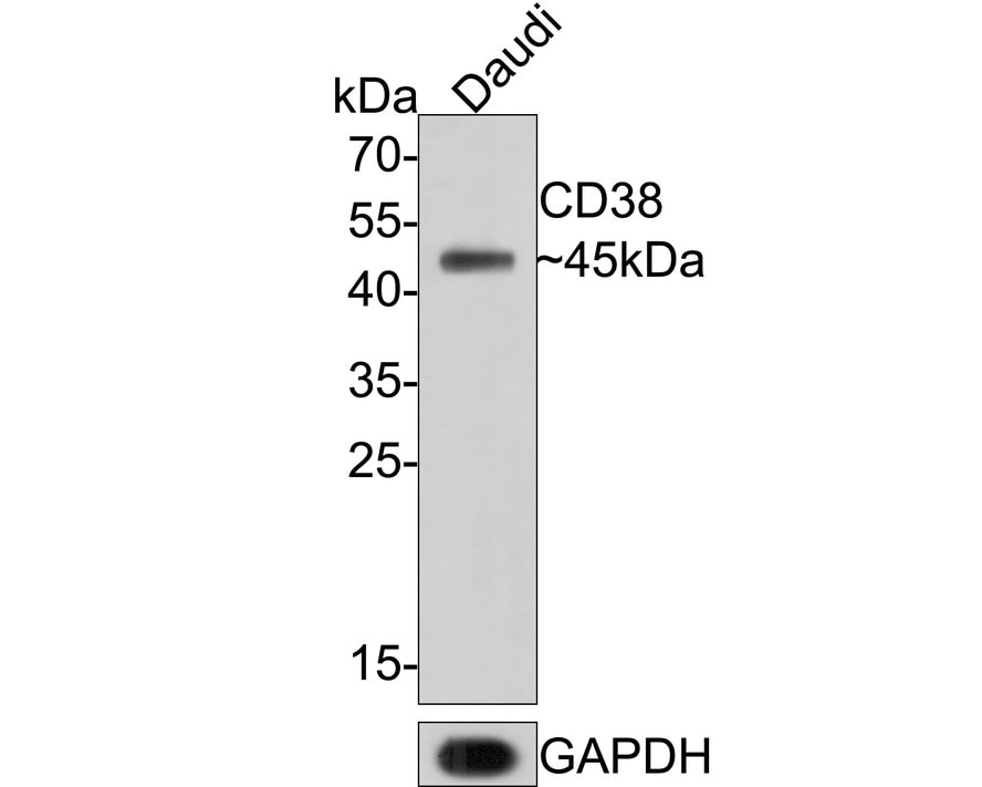 CD38 Antibody (PD01-49)