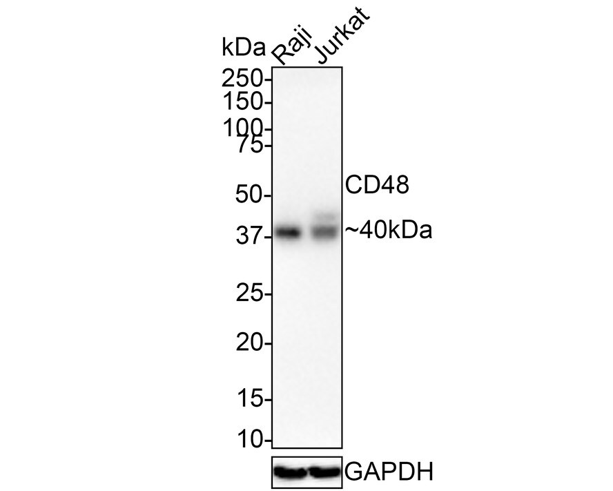 CD48/SLAMF2 Antibody (JE37-98)