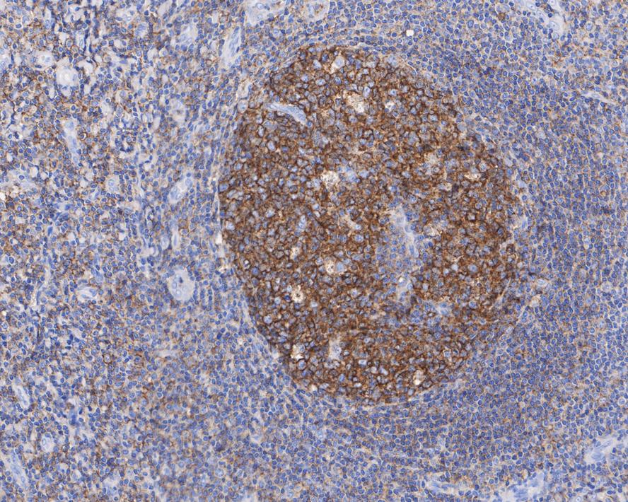 CD53 Antibody (JE60-38)