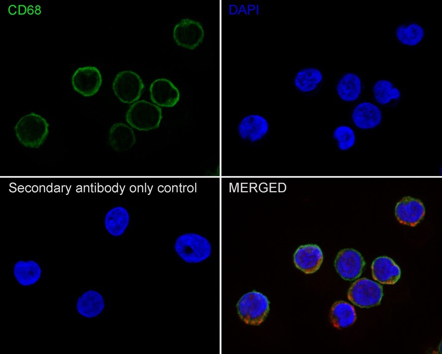 CD68/SR-D1 Antibody (PDM0-13)
