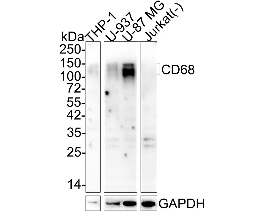 CD68/SR-D1 Antibody (A3C3-R) Western Blot: CD68/SR-D1 Antibody (A3C3-R) [NBP3-32163]