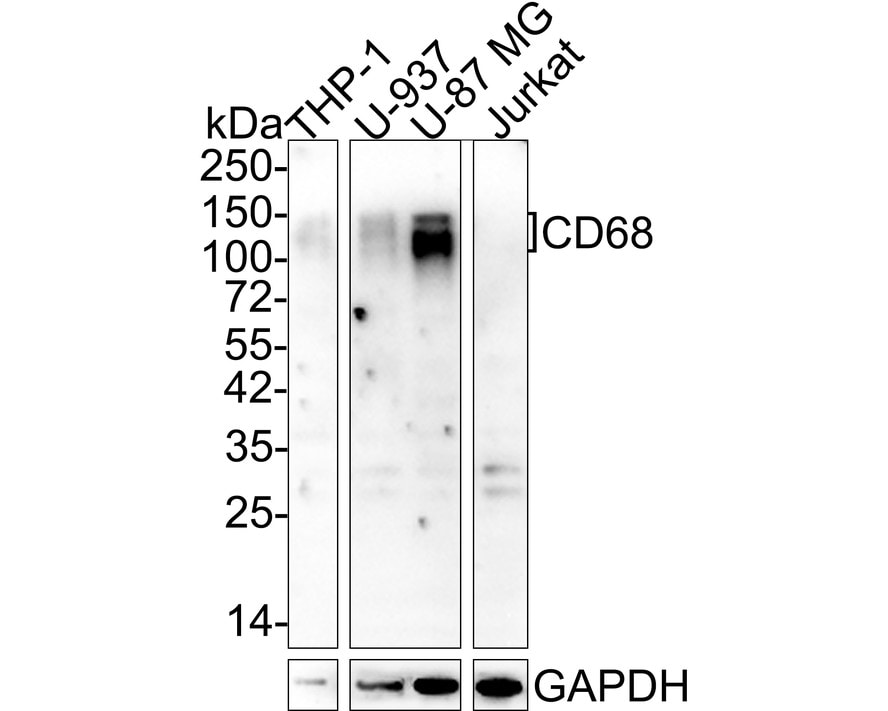 CD68/SR-D1 Antibody (A3C3-R)