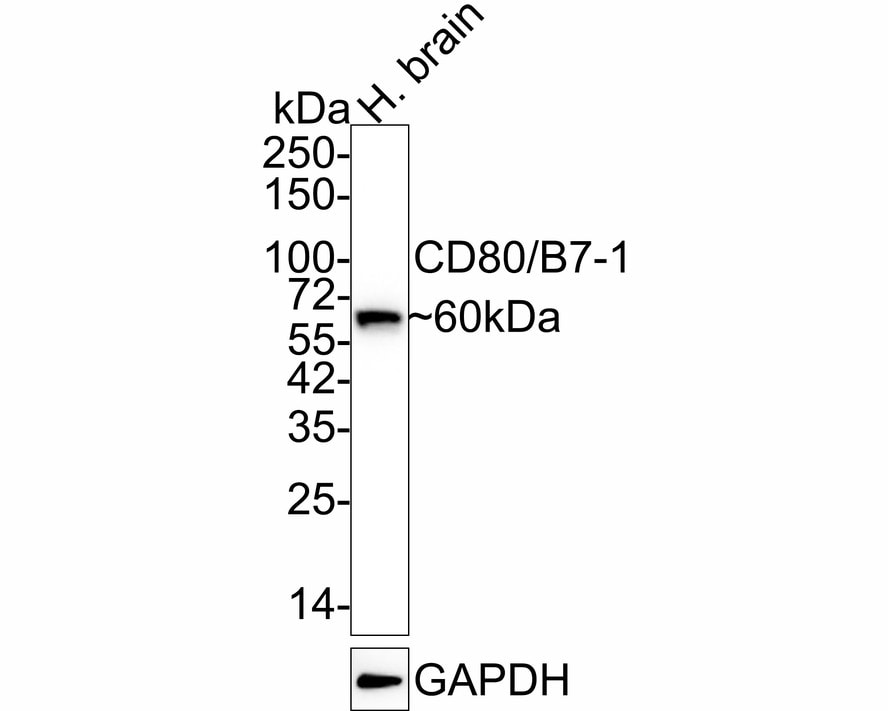 B7-1/CD80 Antibody (8-E5-R)