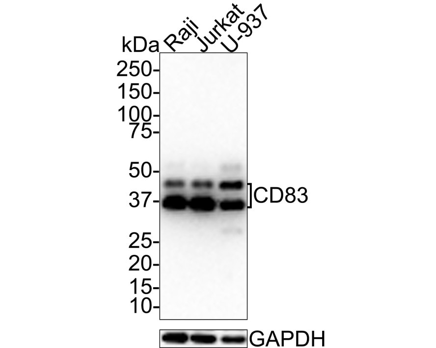 CD83 Antibody (JE33-61)