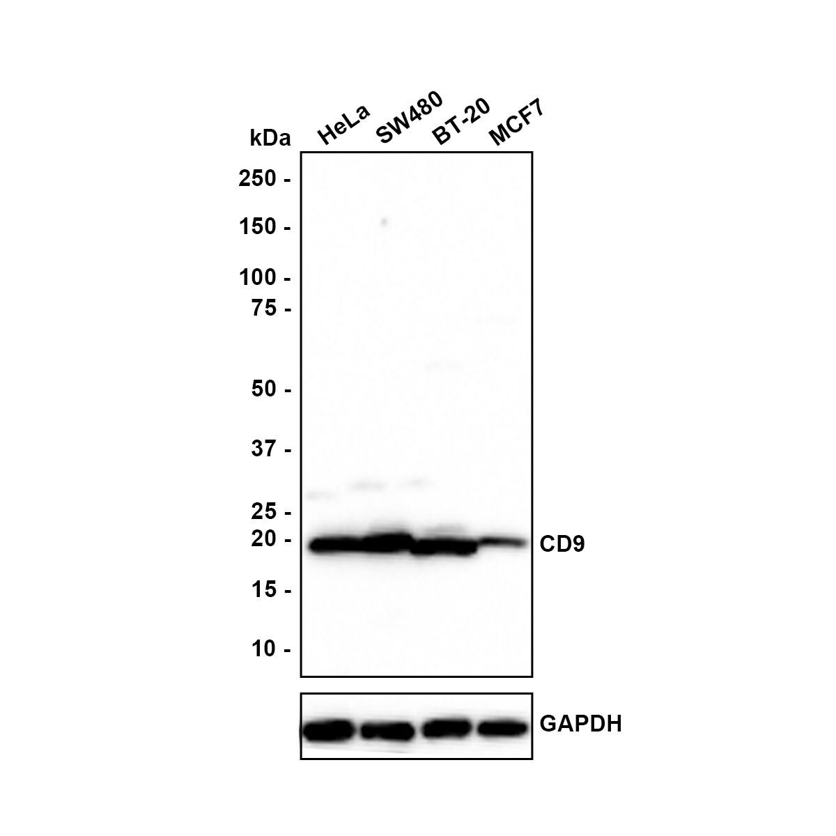CD9 Antibody (PSH0-95) Western Blot: CD9 Antibody (PSH0-95) [NBP3-32171]