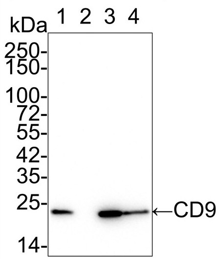 CD9 Antibody (PSH0-95)