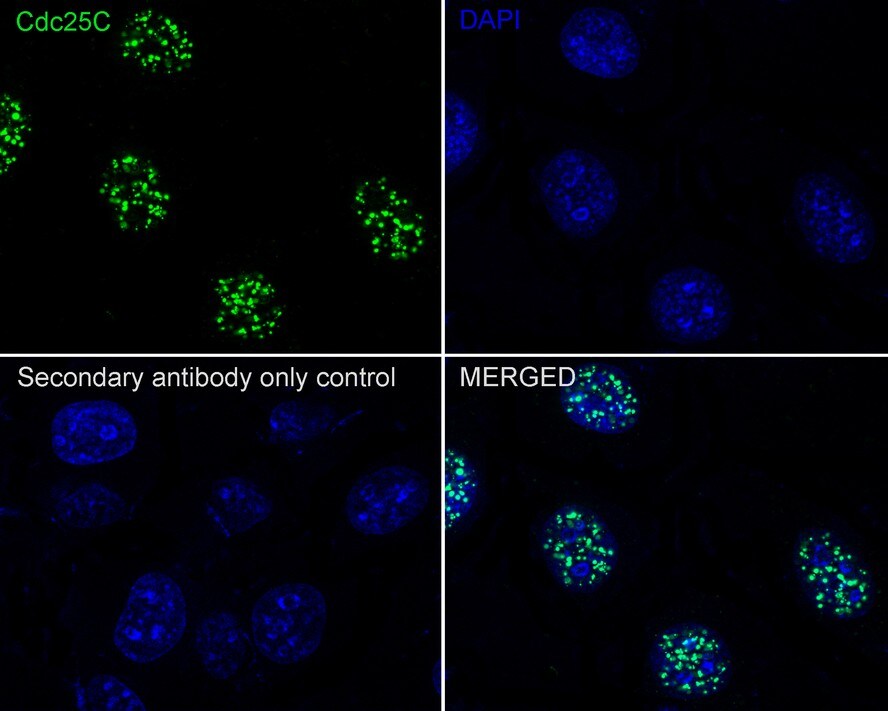 CDC25C Antibody (JE59-53)