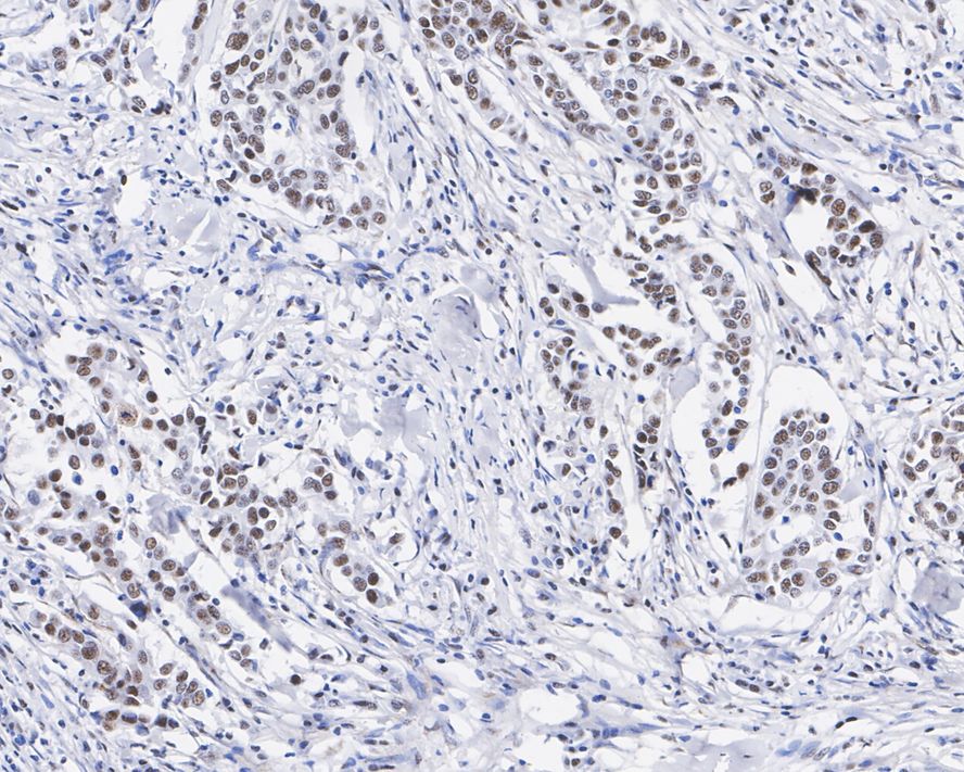 CDC25C Antibody (JE59-53)