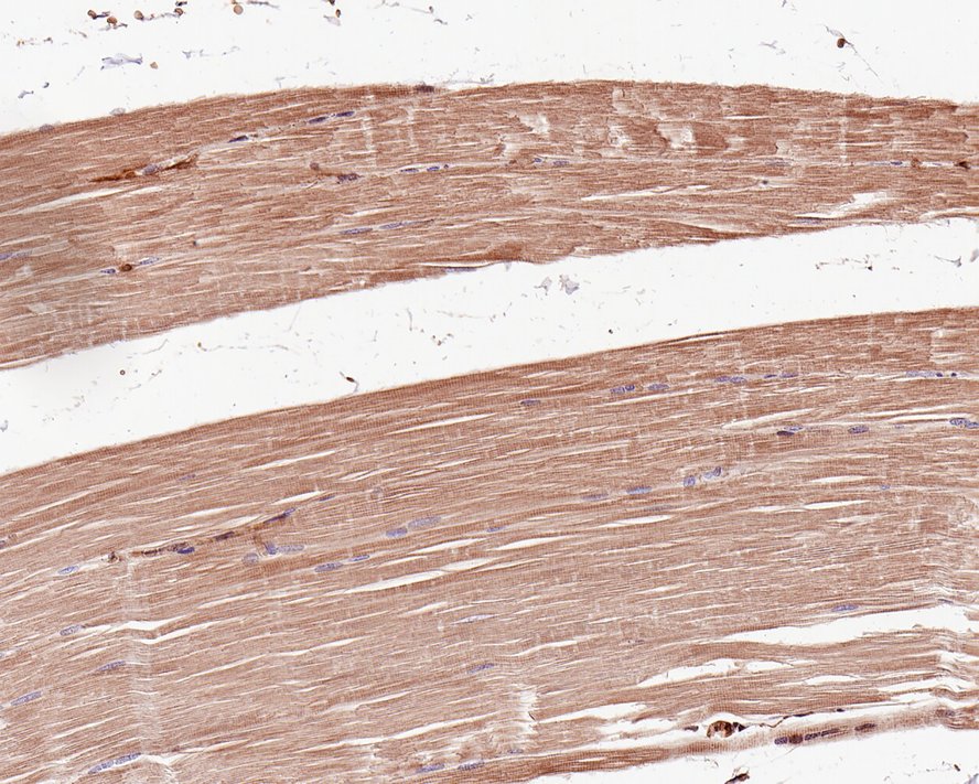 Cdc6 [p Ser54] Antibody (JE59-52)