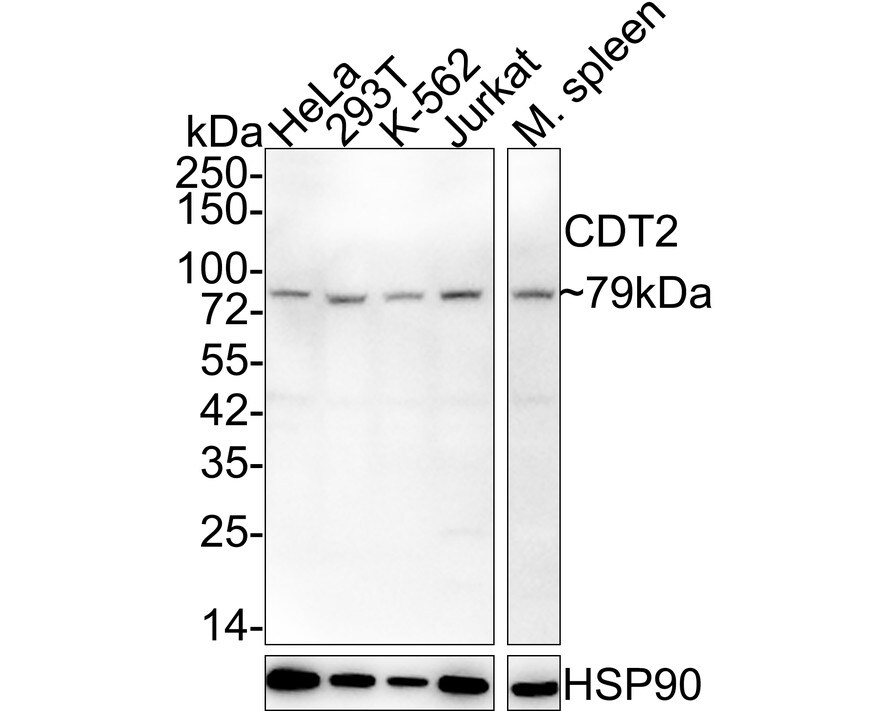 CDT2 Antibody (JE58-01) Western Blot: CDT2 Antibody (JE58-01) [NBP3-32176]