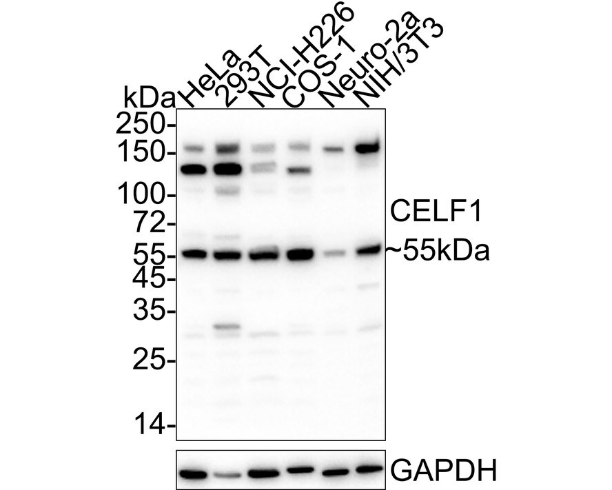 CUGBP1/CELF1 Antibody (7A1-R) Western Blot: CUGBP1/CELF1 Antibody (7A1-R) [NBP3-32179]