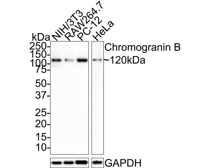 Chromogranin B Antibody (JE31-72) Western Blot: Chromogranin B Antibody (JE31-72) [NBP3-32186]