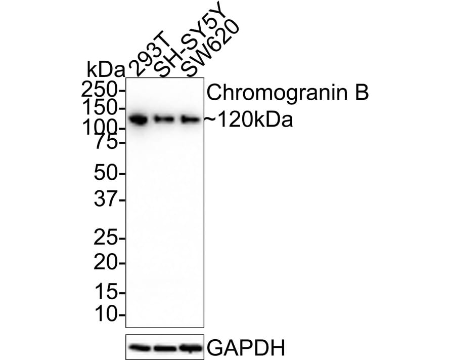 Chromogranin B Antibody (JE31-72)