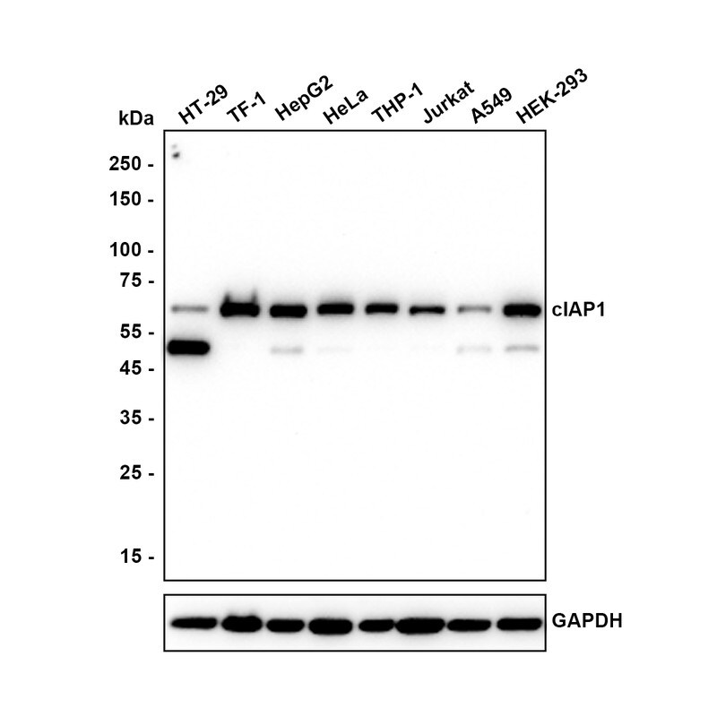 cIAP-1/HIAP-2 Antibody (PSH02-10) Western Blot: cIAP-1/HIAP-2 Antibody (PSH02-10) [NBP3-32187]