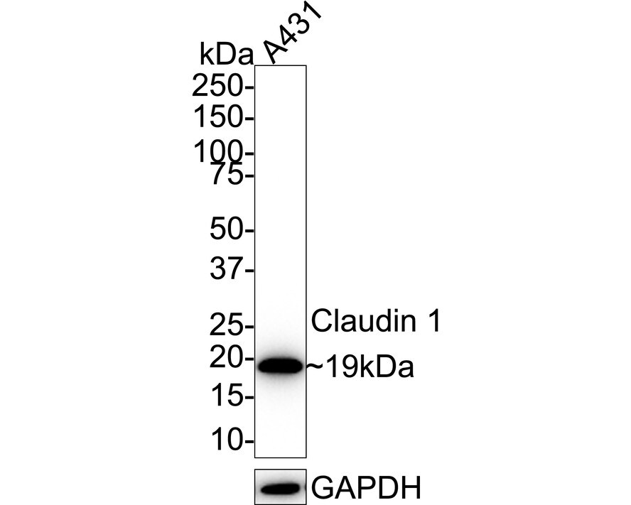 Claudin-1 Antibody (PS01-43) Western Blot: Claudin-1 Antibody (PS01-43) [NBP3-32189]