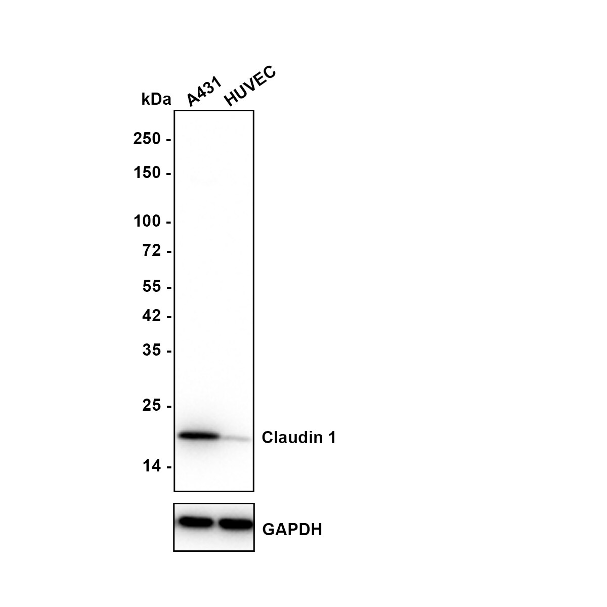 Claudin-1 Antibody (JE30-33) Western Blot: Claudin-1 Antibody (JE30-33) [NBP3-32190]