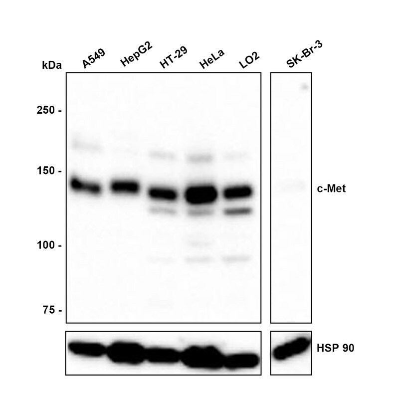 HGFR/c-MET Antibody (PSH0-19) Western Blot: HGFR/c-MET Antibody (PSH0-19) [NBP3-32199]