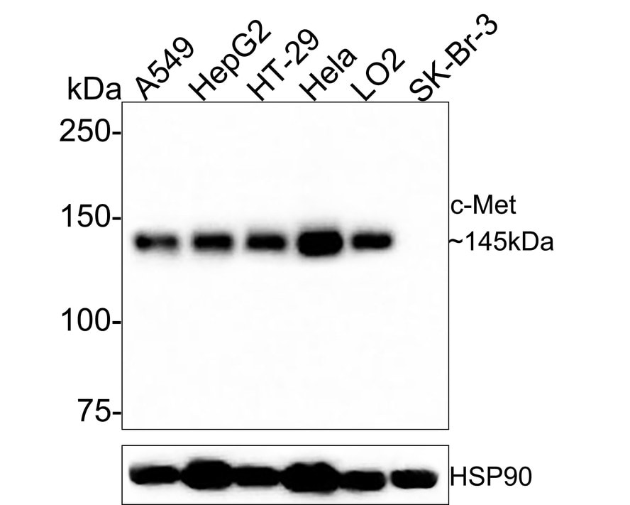 HGFR/c-MET Antibody (PSH0-19)