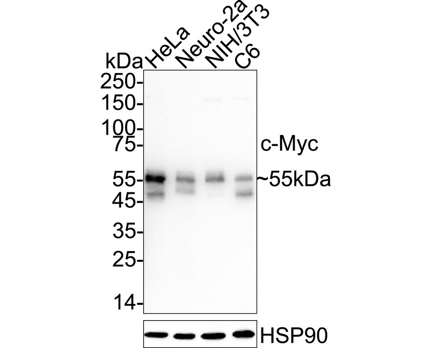 c-Myc Antibody (PS00-11) Western Blot: c-Myc Antibody (PS00-11) [NBP3-32201]