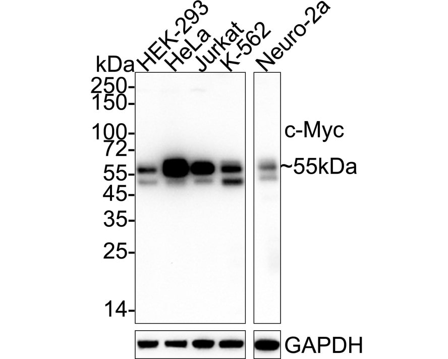 c-Myc Antibody (PS00-11) Western Blot: c-Myc Antibody (PS00-11) [NBP3-32201]