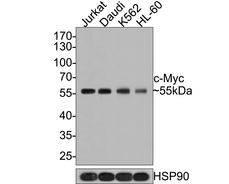 c-Myc Antibody (PS00-11)