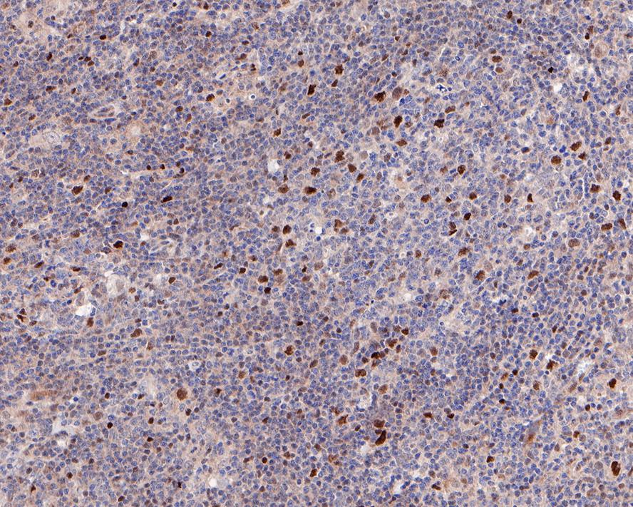c-Myc Antibody (PS00-11)