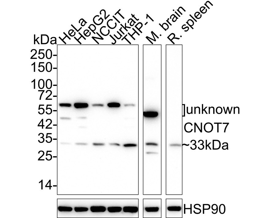 CNOT7 Antibody (PSH02-81) Western Blot: CNOT7 Antibody (PSH02-81) [NBP3-32202]
