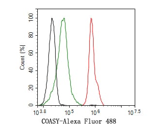 COASY Antibody (JE58-56)