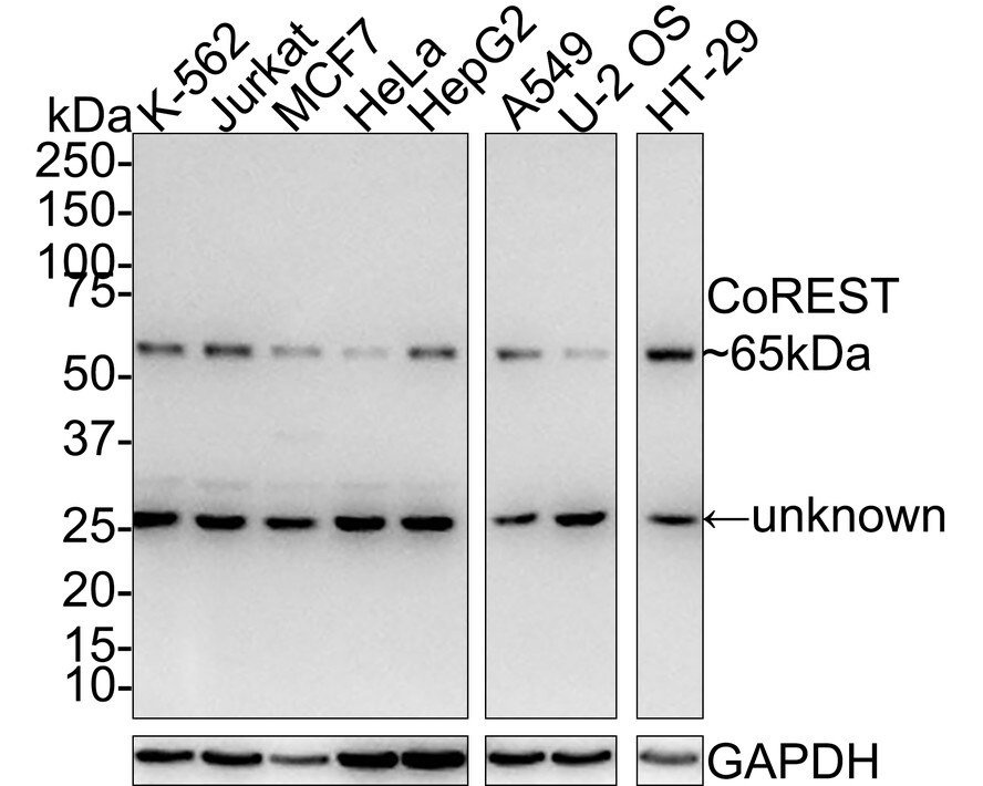 RCOR1/CoREST Antibody (JE35-15) Western Blot: RCOR1/CoREST Antibody (JE35-15) [NBP3-32210]