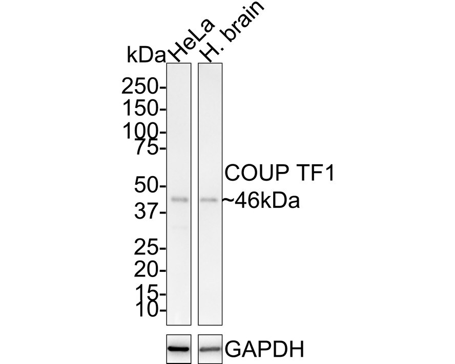 COUP-TF I/NR2F1 Antibody (JE31-95) Western Blot: COUP-TF I/NR2F1 Antibody (JE31-95) [NBP3-32211]
